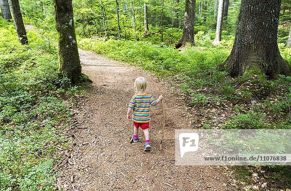Kleinkind beim Wandern im Zauberwald bei Bernau  Schwarzwald  Deutschland  Europa