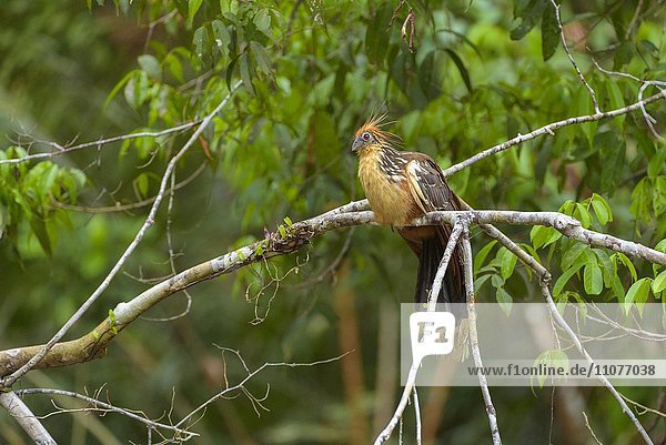 Hoatzin (Opisthocomus hoazin) auf Ast  Stinkvogel  Nationalpark Cuyabeno  Amazonien  Provinz Sucumbíos  Ecuador  Südamerika