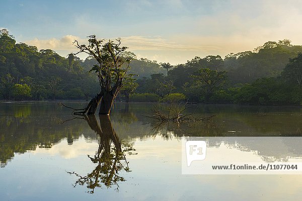 Baum (Macrolobium acaciifolium) spiegelt sich in Laguna Grande  Nationalpark Cuyabeno  Amazonien  Provinz Sucumbíos  Ecuador  Südamerika