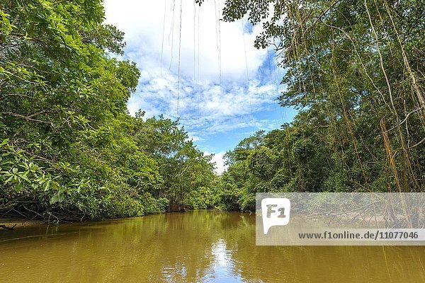 Río Aguas Negras  Fluss mit dichter Regenwaldvegetation an Ufern  Dschungel  Nationalpark Cuyabeno  Amazonien  Provinz Sucumbíos  Ecuador  Südamerika