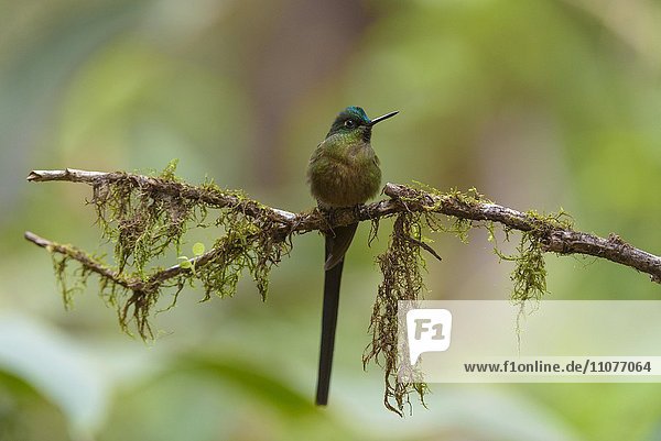 Landschwanzsylphe (Aglaiocercus coelestis)  Kolibri (Trochilidae) sitzt auf moosbewachsenem Zweig  Waldschutzgebiet Mindo Nambillo  Provinz Pichincha  Ecuador  Südamerika