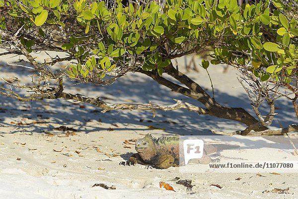 Galapagos Meerechse (Amblyrhynchus cristatus) liegt im Sand unter Busch  Leguan beim Aufwärmen  Meeresechse  Tortuga Bay  Insel Santa Cruz  Galapagosinseln  Ecuador  Südamerika