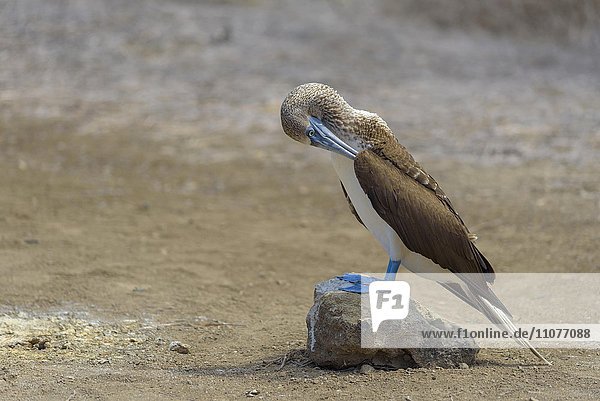 Blaufußtölpel (Sula nebouxii) bei Gefiederpflege  Vogel steht auf Stein  Isla de la Plata  Nationalpark Machalilla  Provinz Manabí  Ecuador  Südamerika