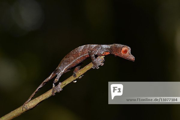 Blattschwanzgecko (uroplatus phantasticus) im Regenwald  Ranomafana Nationalpark  Ostmadagaskar  Madagaskar  Afrika