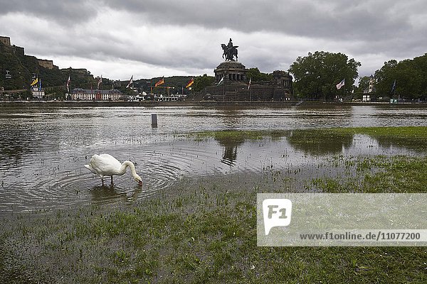 Schwan steht in überschwemmter Wiese  Hochwasser am deutschen Eck  Koblenz  Rheinland-Pfalz  Deutschland  Europa