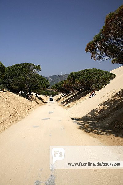 Road through drifting dune  Duna de Bolonia  road sign in sand  Cádiz province  Spain  Europe