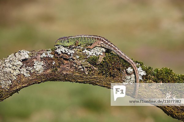 Zauneidechse (Lacerta agilis)  Männchen auf bemoostem Ast  Mecklenburg-Vorpommern  Deutschland  Europa