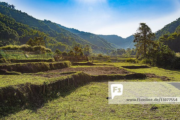 Abgeerntete Reisfelder im Gegenlicht  Luang Namtha  Laos  Asien