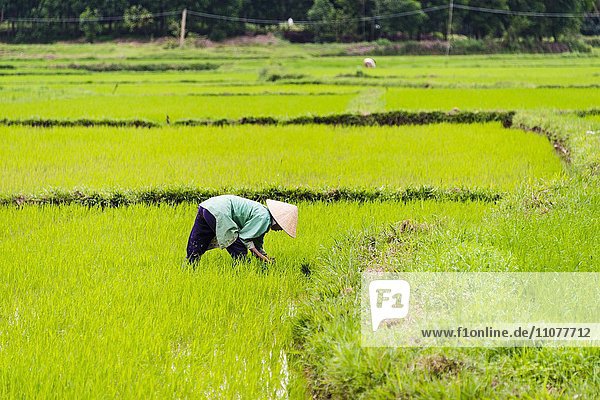 Arbeiterin  Bauer in eine grünen Reisfeld  Reisanbau  Qu?ng Nam  Vietnam  Asien