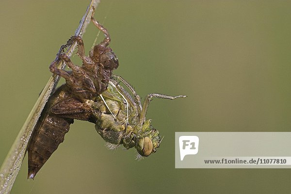 Vierfleck-Libelle (Libellula quadrimaculata) beim Schlüpfen  Schlupf  Metamorphose  Hessen  Deutschland  Europa