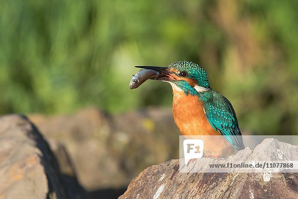 Männlicher Eisvogel (Alcedo atthis) auf Stein mít Fisch für Balzfütterung  Morgenlicht  Hessen  Deutschland  Europa