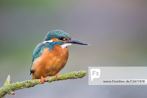 Eisvogel (Alcedo atthia)  Männchen  sitzt auf Ast  Hessen  Deutschland  Europa