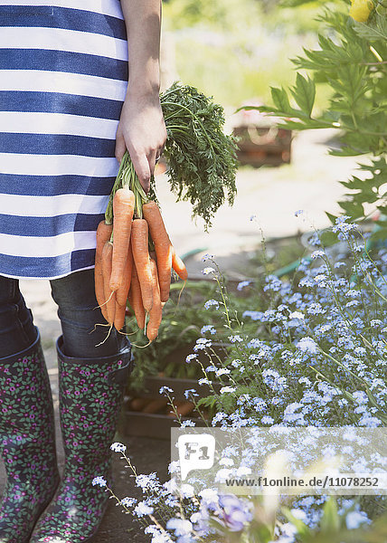 Frau hält einen Haufen frisch geernteter Karotten im Garten