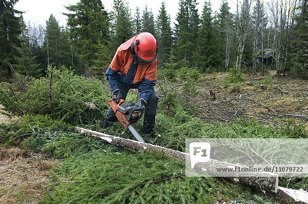 Holzfällerfrau beim Baumfällen im Wald