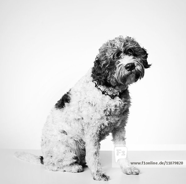 Truffle dog against white background