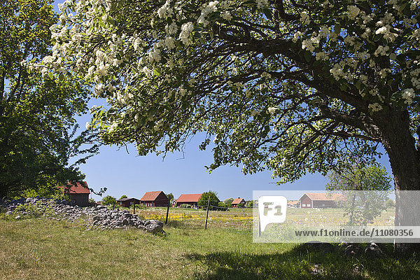 Blossoming tree with distant village