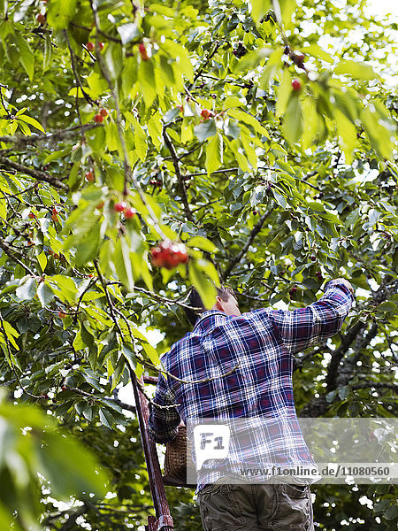 Man picking cherries low angle view