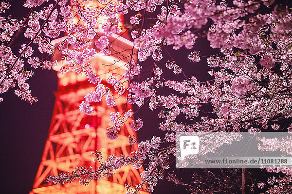 Kirschblüten und Tokyo Tower
