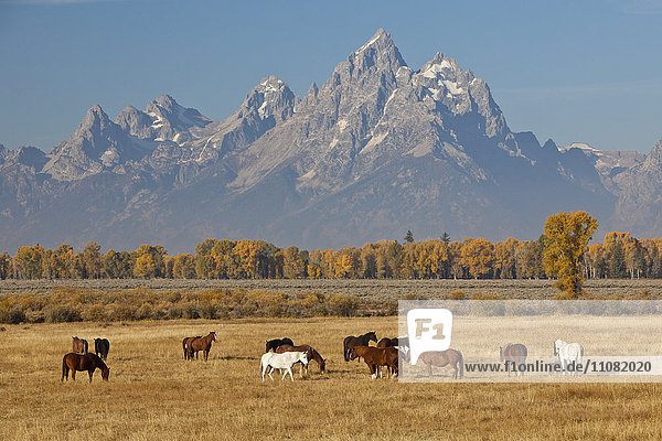 Weidende Pferde mit Rocky Mountains im Hintergrund