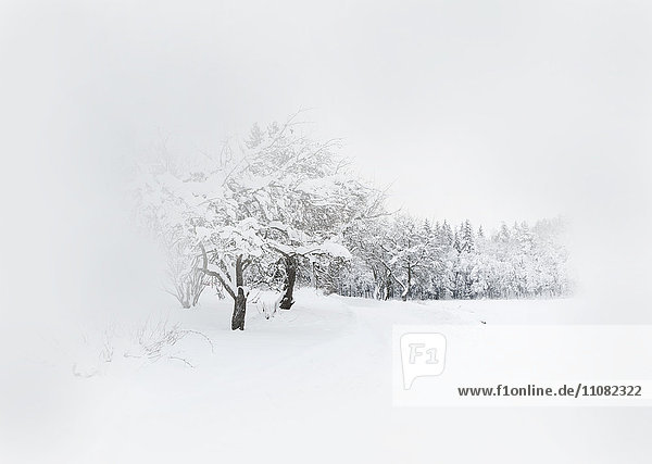 Winter landscape