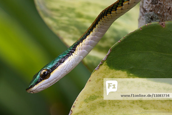 Nahaufnahme einer Schlange  Belize