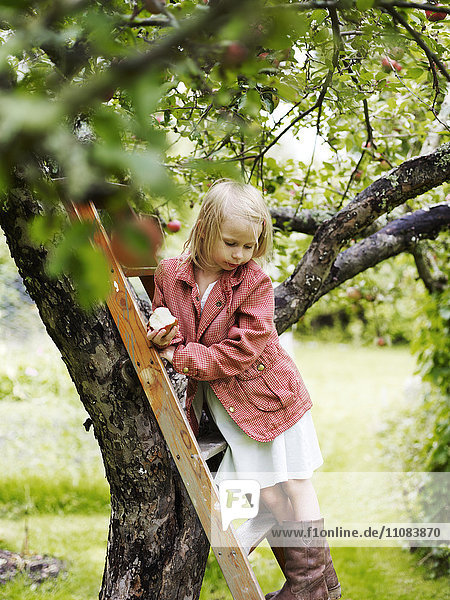 Girl on ladder picking apples Varmdo Uppland Sweden