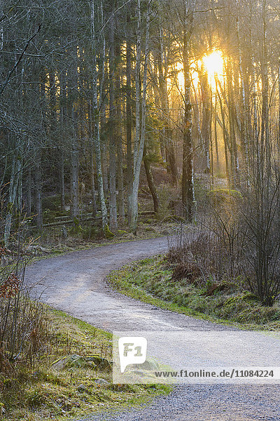 Forest road at sunset  Molndal  Vastergotland  Sweden