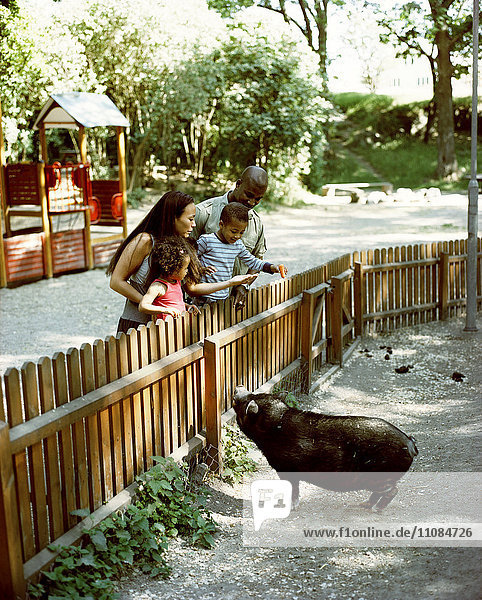 Eltern mit Kindern auf dem Spielplatz betrachten das kleine Schwein