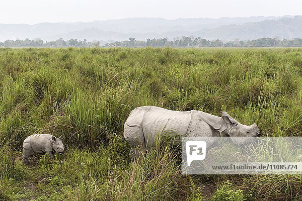 Indisches Panzernashorn  Rhinoceros unicornis  mit Jungtier  Kaziranga-Nationalpark  Assam  Indien  Asien