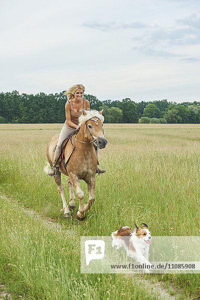 Young woman with horse and dog  Bavaria  Germany  Europe