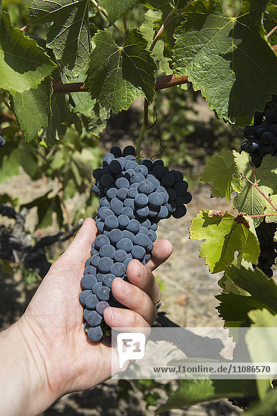 Cropped image of man holding grapes at vineyard