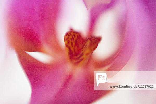 Makroaufnahme einer rosa Orchidee