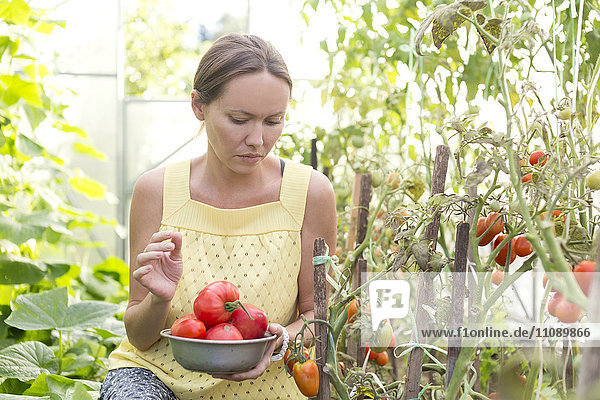 Woman harvesting tomatoes in a greenhouse