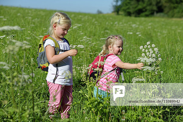 Zwei Mädchen mit Rucksäcken  die Blumen auf der Wiese pflücken.