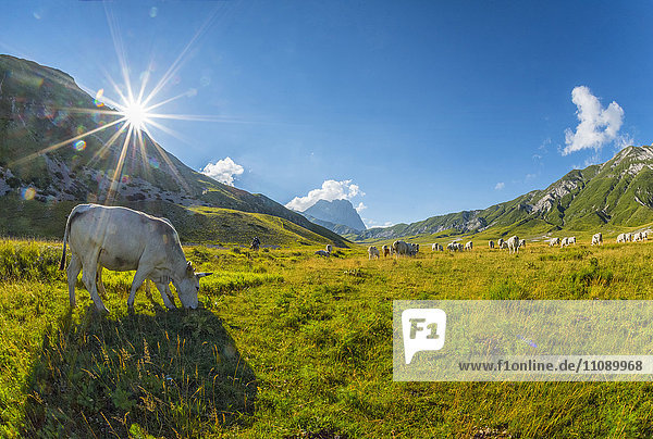 Italien,  Abruzzen,  Gran Sasso e Monti della Laga Nationalpark,  Kühe auf dem Plateau Campo Imperatore