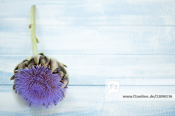 Artischocke  Cynara scolymus  Blüte auf blauem Holz
