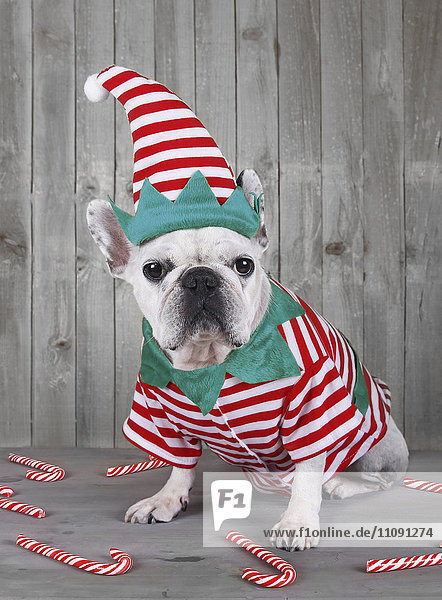 French bulldog wearing Christmas elf costume