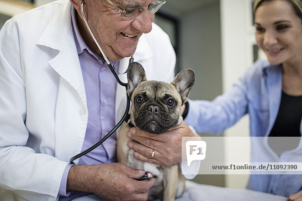 Tierarzt untersucht französische Bulldogge