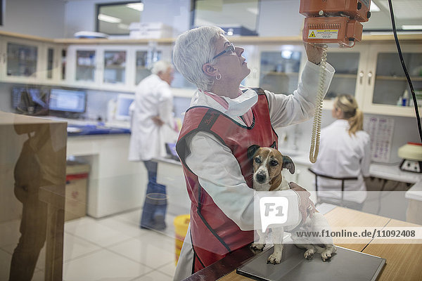 Woman getting a dog ready for x-rays