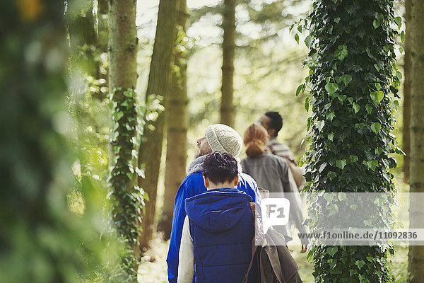 Freunde beim Wandern unter efeubewachsenen Bäumen im Wald