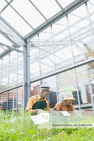Two gardeners working in greenhouse Augsburg Bavaria Germany