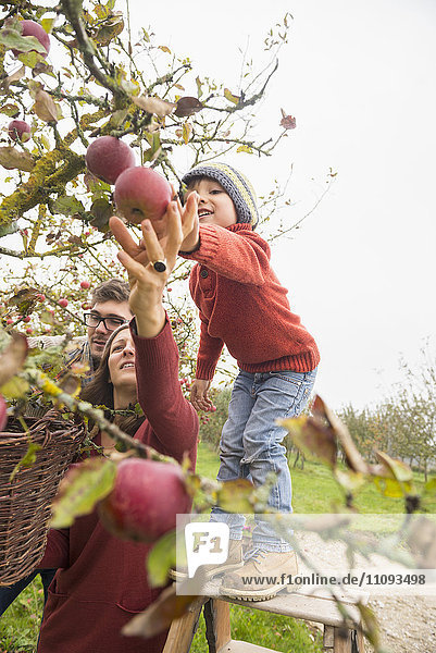 Familie pflückt Äpfel in einer Apfelplantage