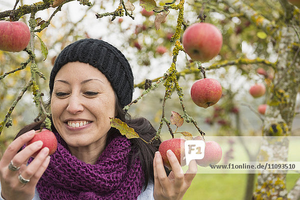 Frau hält Äpfel von einem Baum in einer Apfelplantage in den Händen