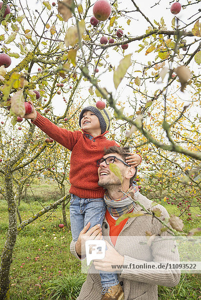 Mann trägt seinen Sohn auf der Schulter  um in einem Apfelgarten Äpfel vom Baum zu pflücken