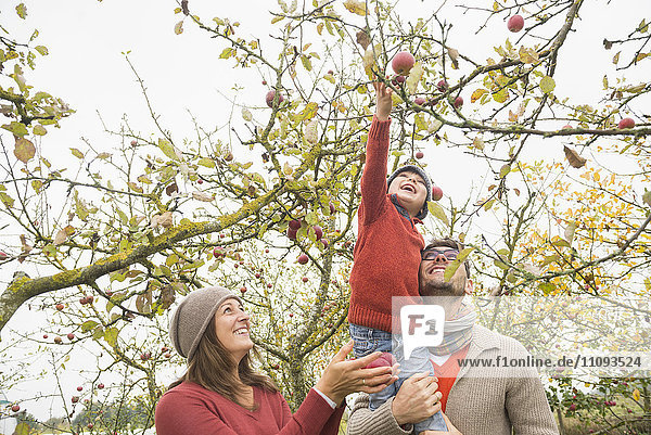 Mann trägt seinen Sohn auf der Schulter  um in einem Apfelgarten Äpfel vom Baum zu pflücken