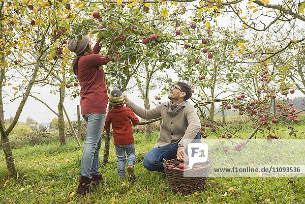 Familie pflückt Äpfel in einer Apfelplantage