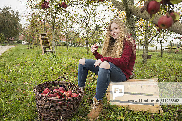 Teenager-Mädchen sitzt auf einer Kiste unter einem Apfelbaum in einem Apfelgarten Bauernhof