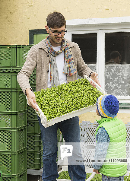Biobauer zeigt seinem Sohn auf dem Bauernhof eine Pflanzenkiste für Salat