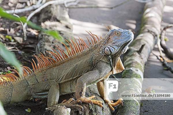 Close-up of green Iguana  Costa Rica