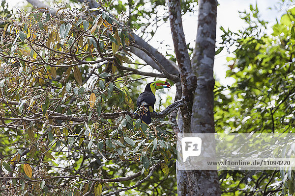 Tukan auf einem Ast im Nationalpark  Costa Rica